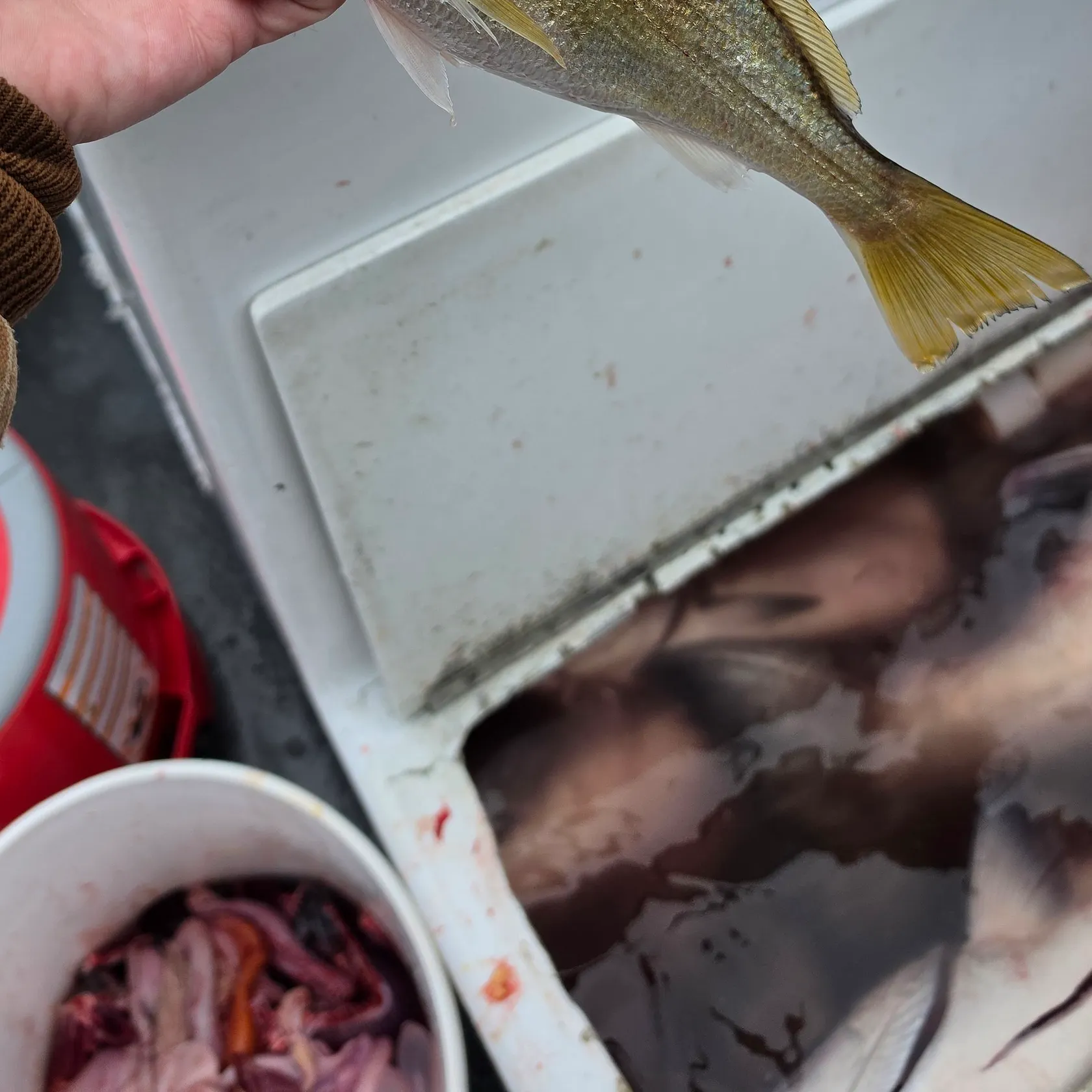 White croaker caught on Fishbrain