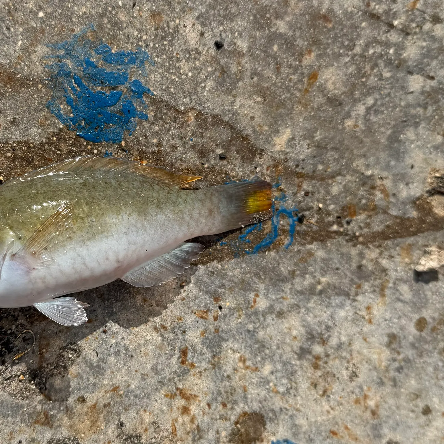 The most recent Princess parrotfish catches on Fishbrain