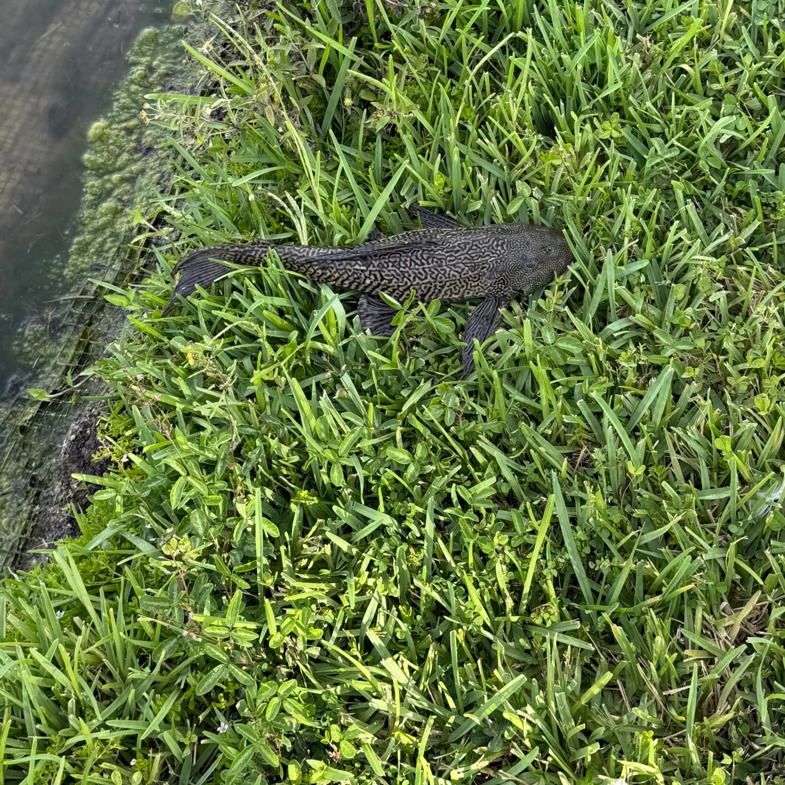 The most recent Suckermouth catfish catches on Fishbrain