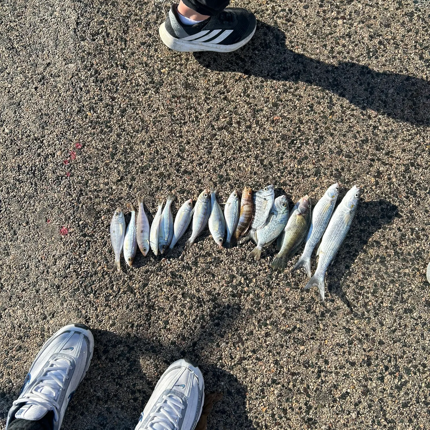 The most recent Striped mullet catches on Fishbrain