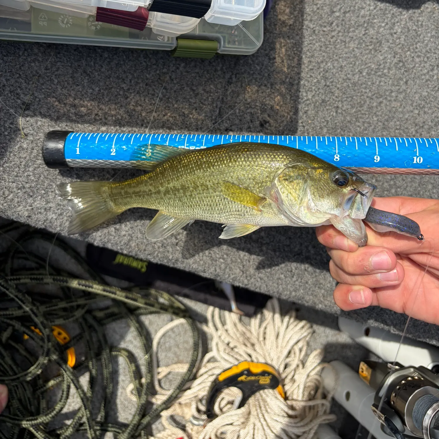 Largemouth bass caught on Fishbrain