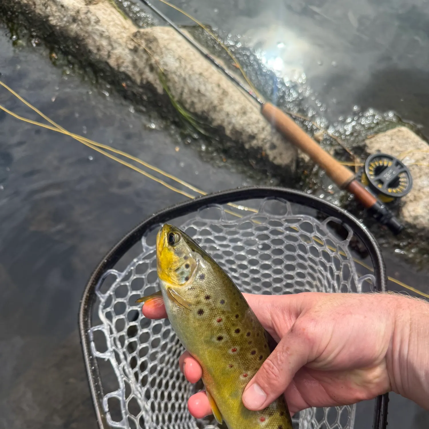 The most recent Brown trout catches on Fishbrain