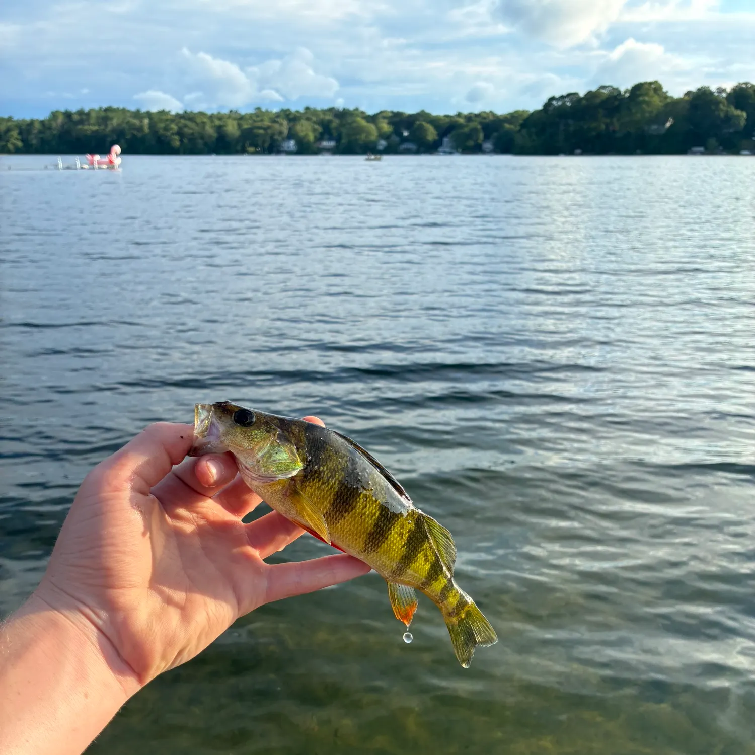 Yellow perch caught on Fishbrain