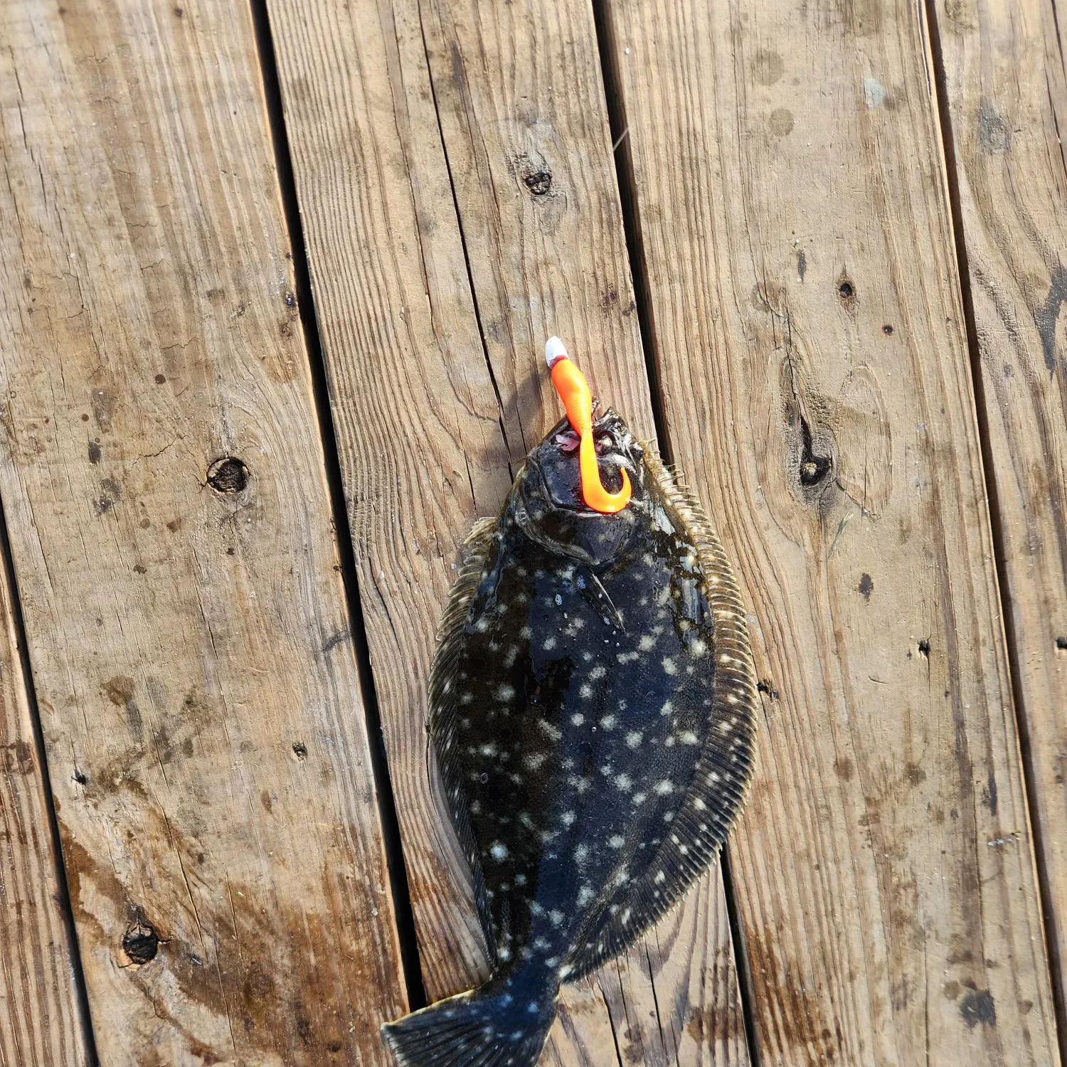 Summer flounder caught on Fishbrain
