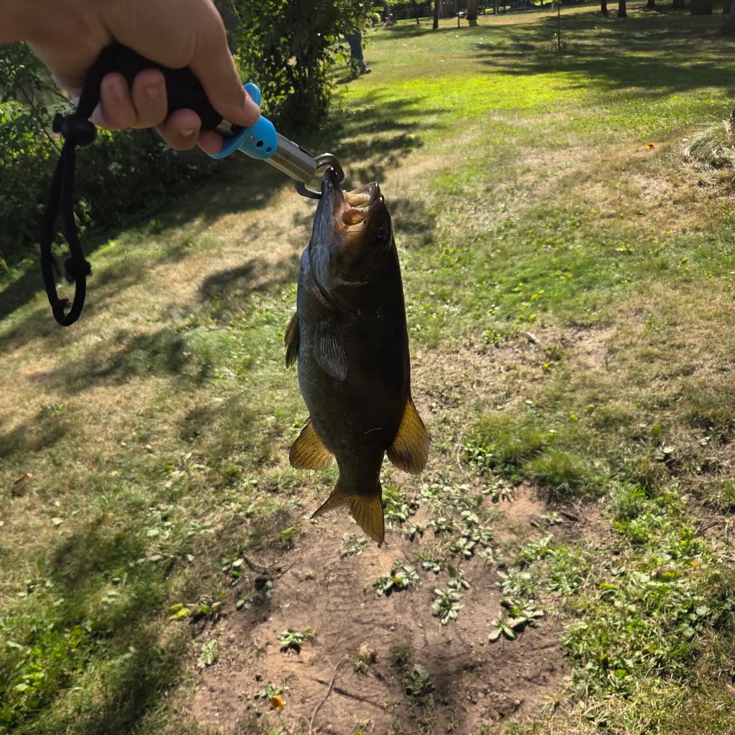 Smallmouth bass caught on Fishbrain