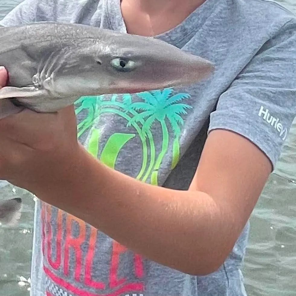 Dusky smooth-hound caught on Fishbrain