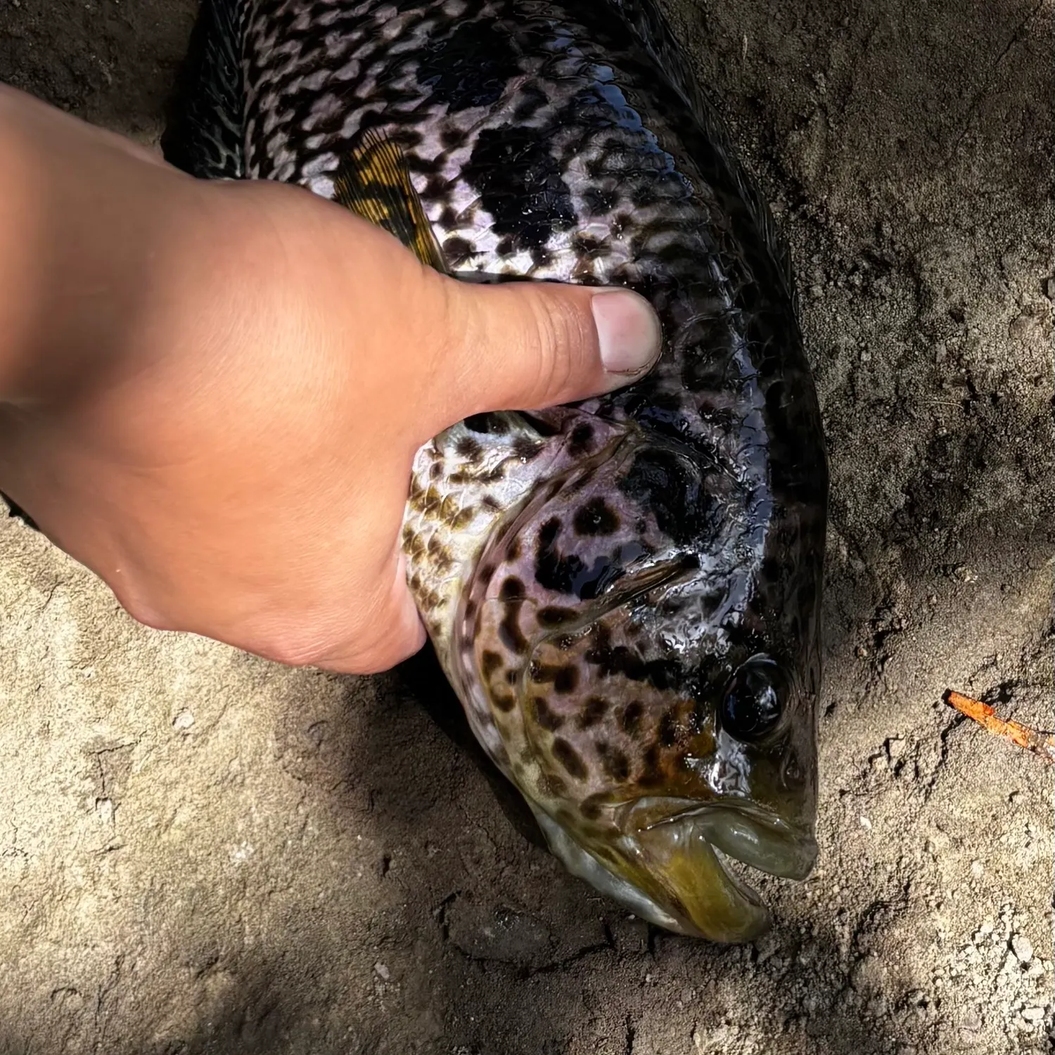 The most recent Jaguar cichlid catches on Fishbrain