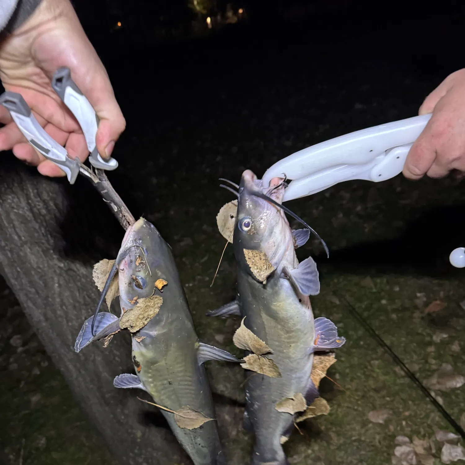 Channel catfish caught on Fishbrain