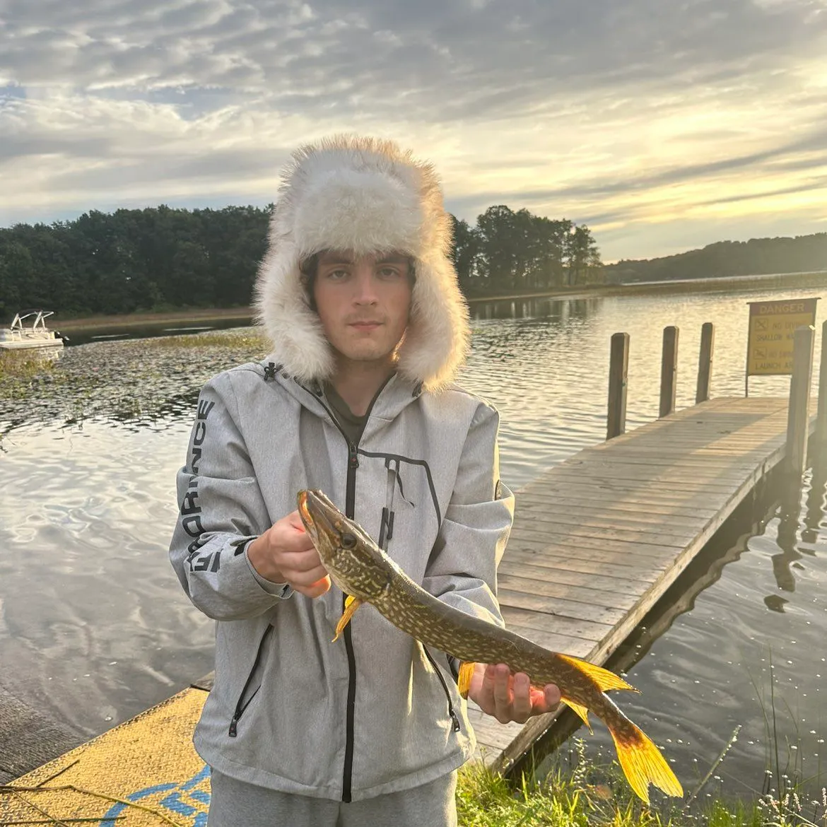 Northern pike caught on Fishbrain