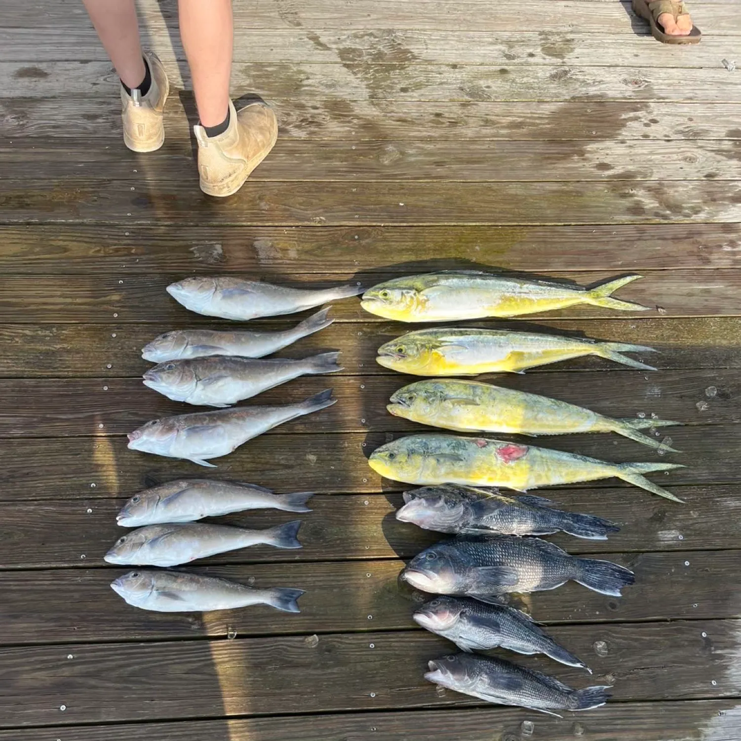 The most recent Common dolphinfish catches on Fishbrain