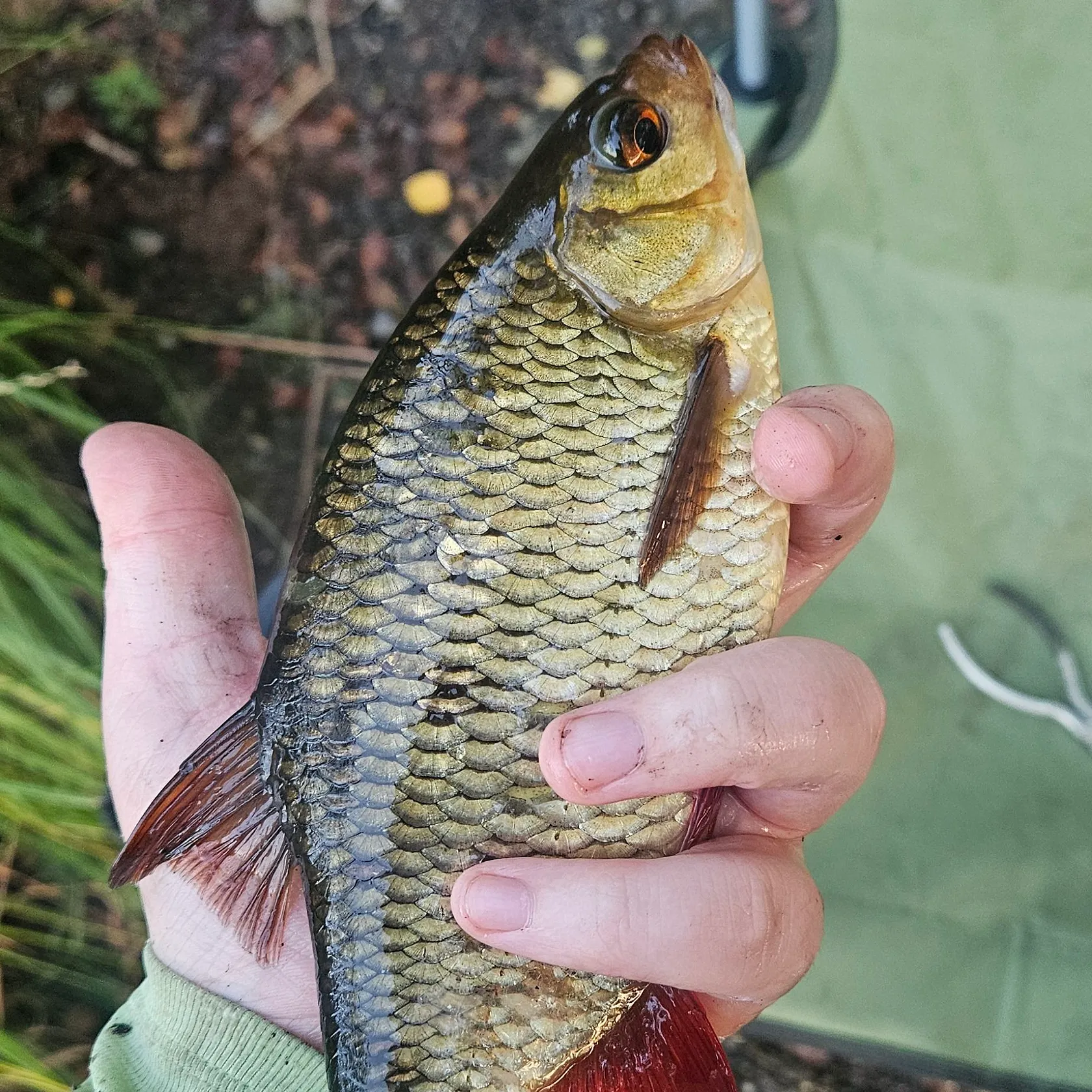 Common rudd caught on Fishbrain
