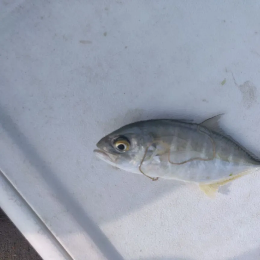 The most recent Blue runner catches on Fishbrain