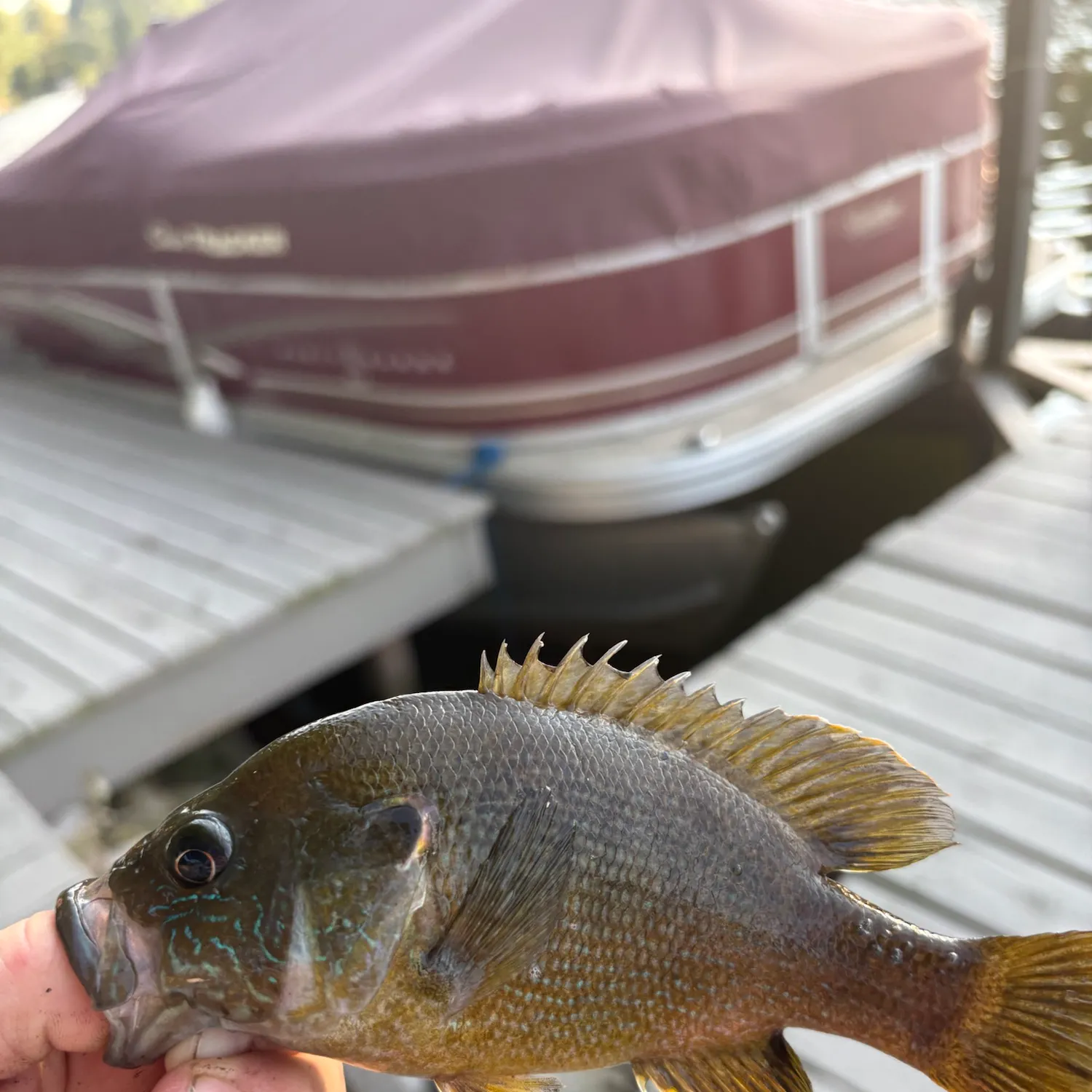 Green sunfish caught on Fishbrain