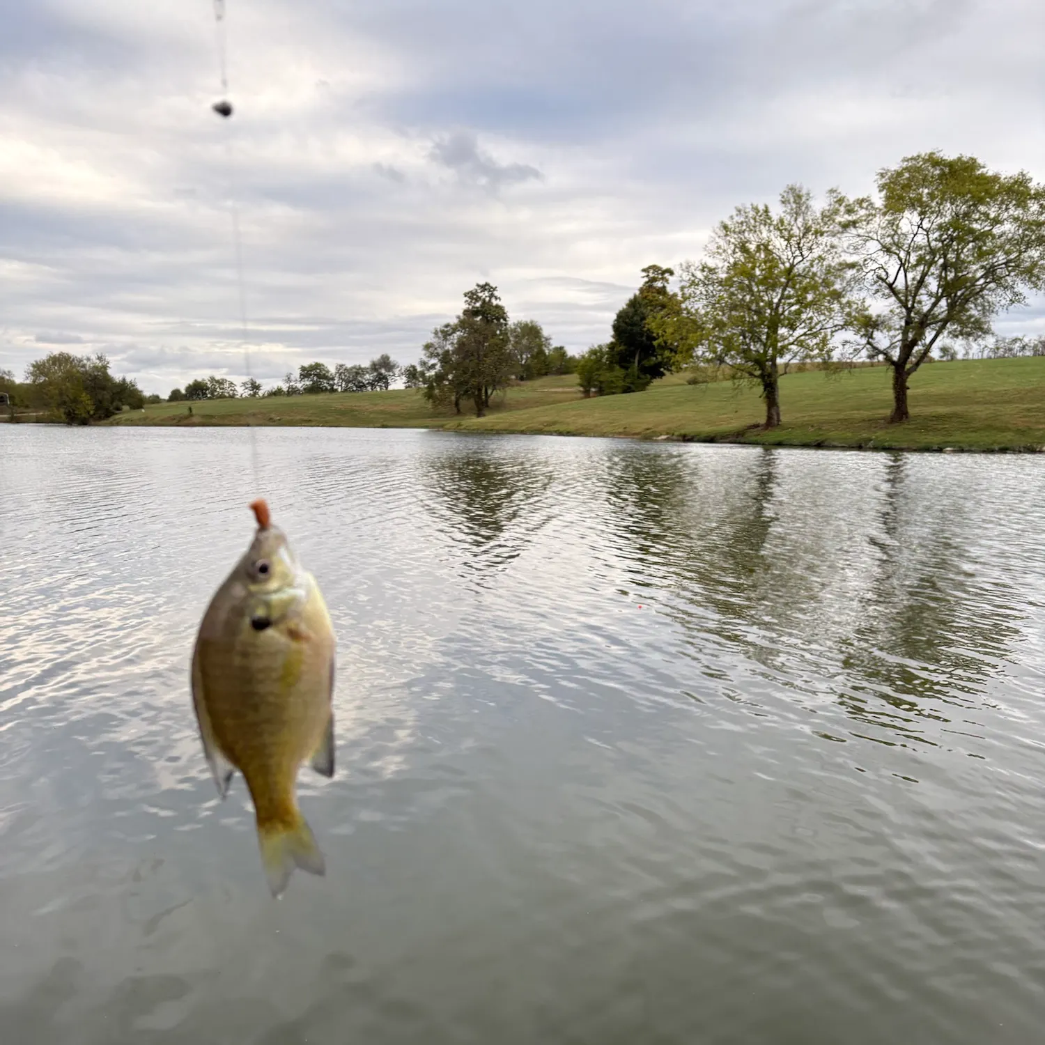 Bluegill caught on Fishbrain
