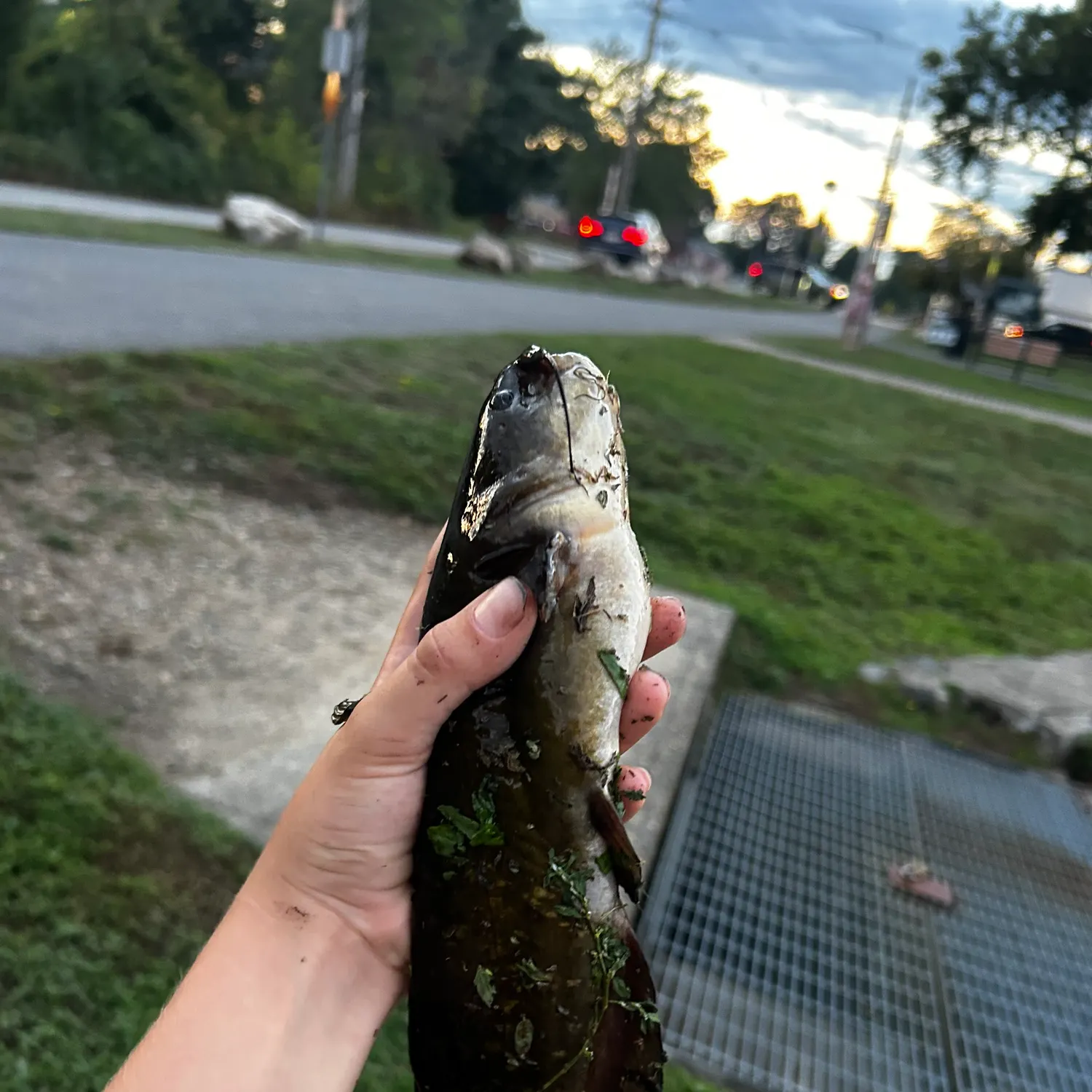 Yellow bullhead caught on Fishbrain