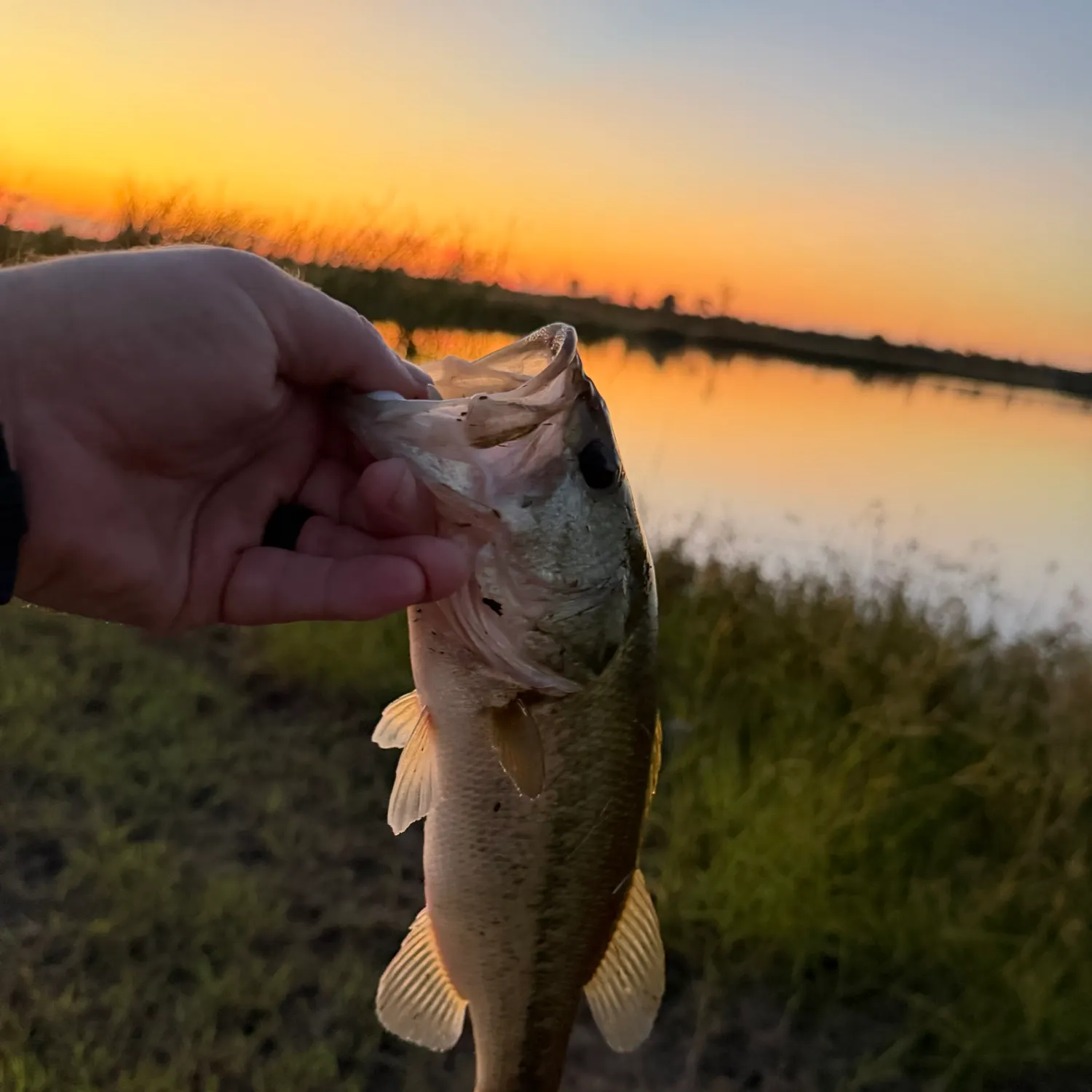 Largemouth bass caught on Fishbrain