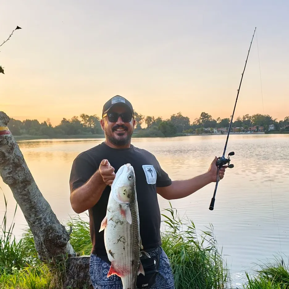 Striped mullet caught on Fishbrain