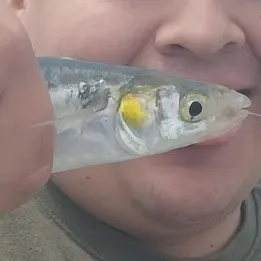 The most recent Topsmelt silverside catches on Fishbrain