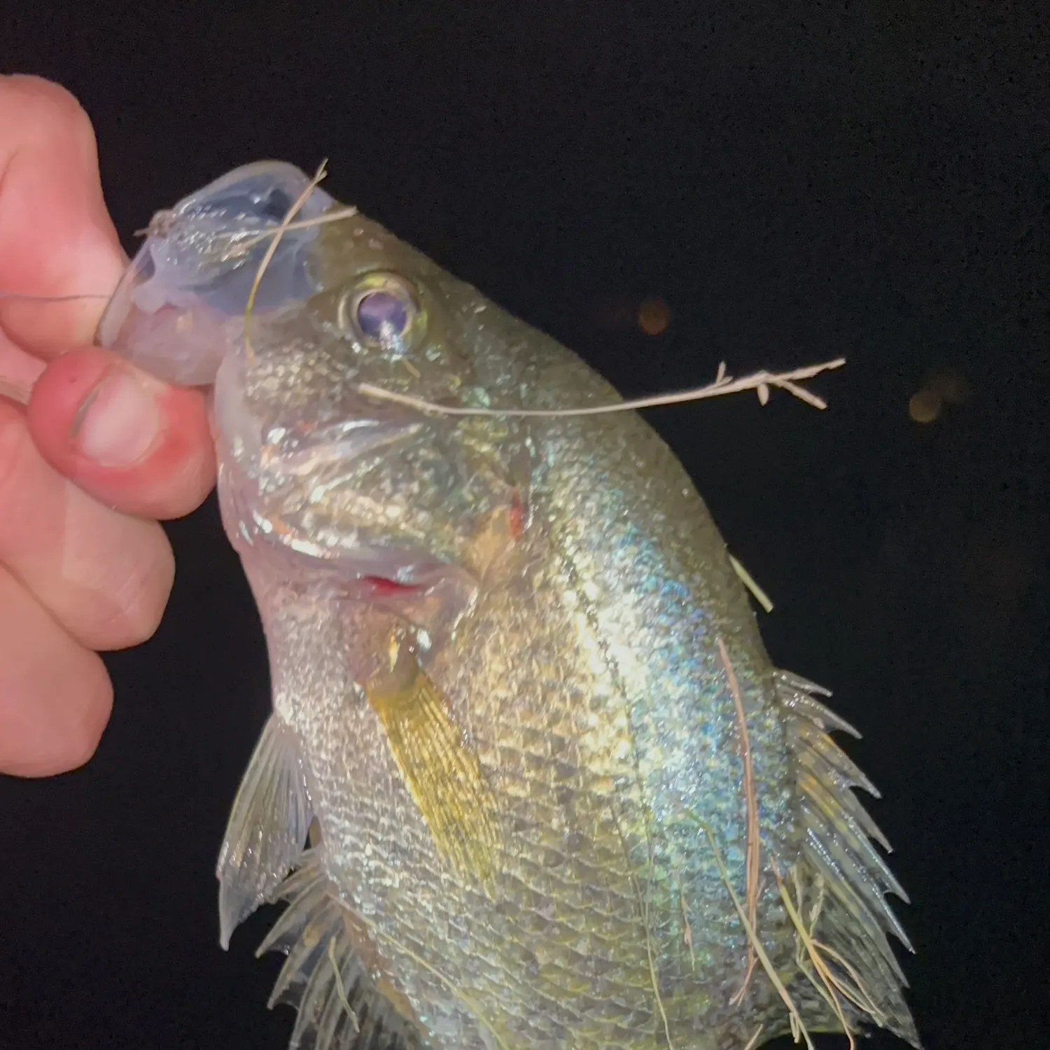 White crappie caught on Fishbrain