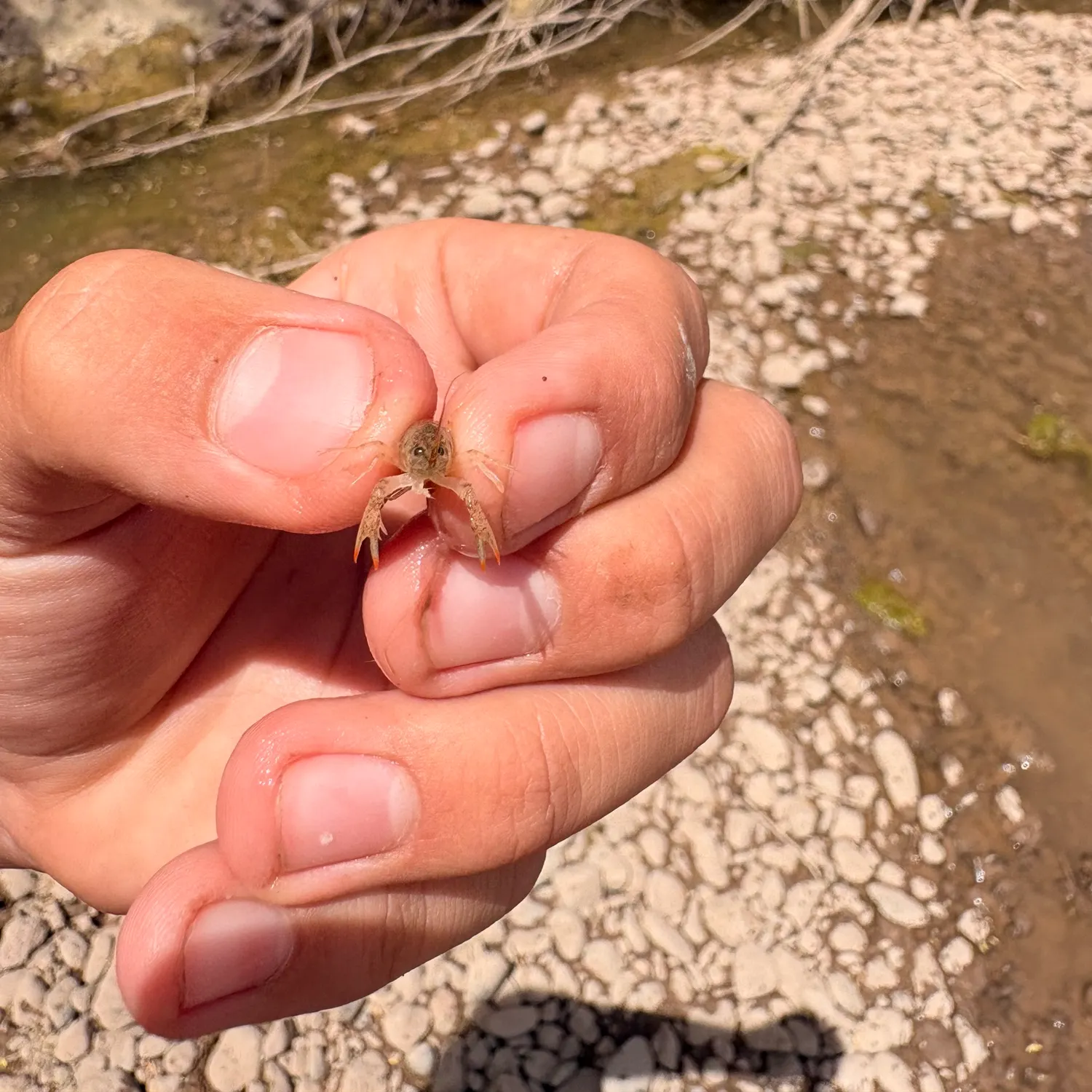 The most recent Signal crayfish catches on Fishbrain