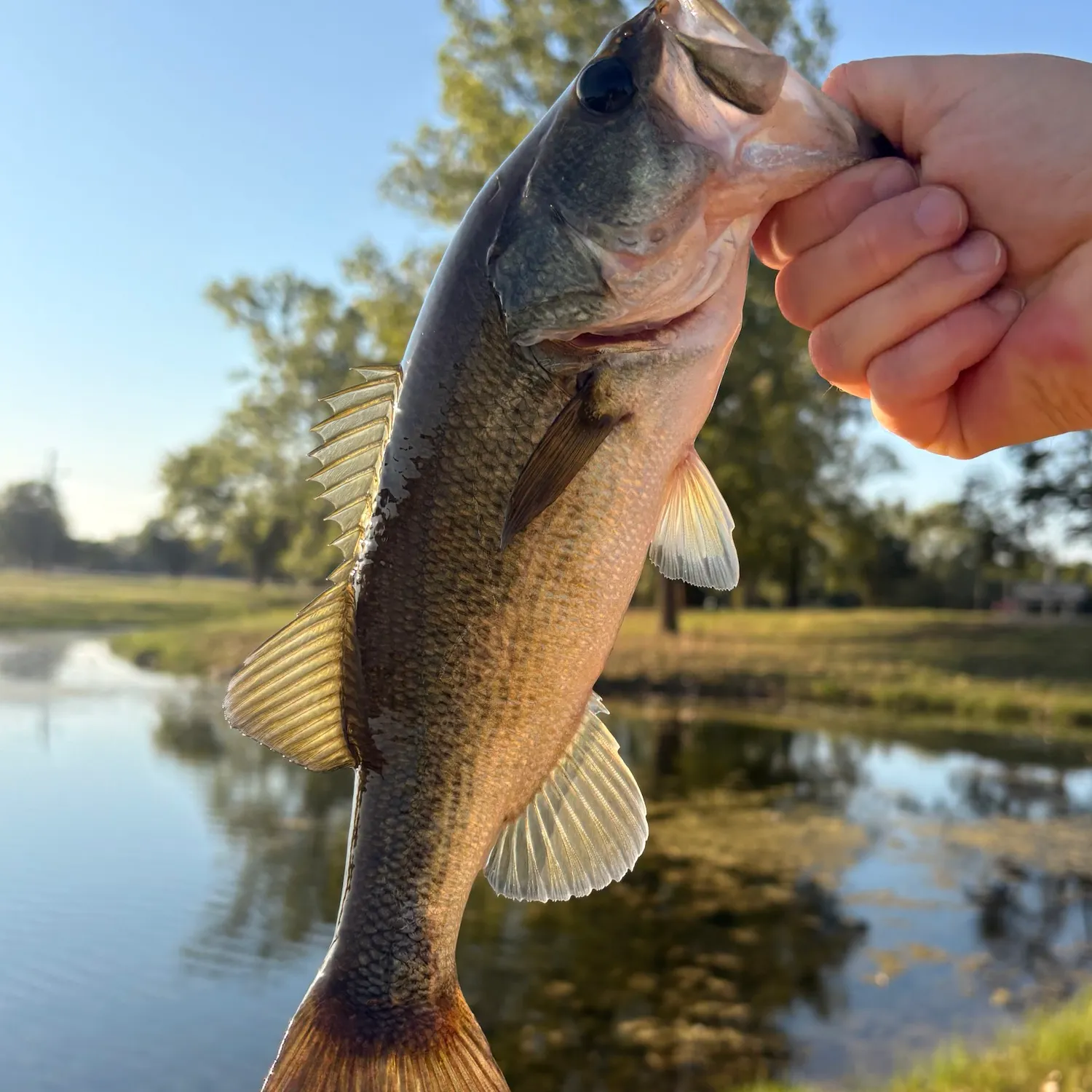 Largemouth bass caught on Fishbrain