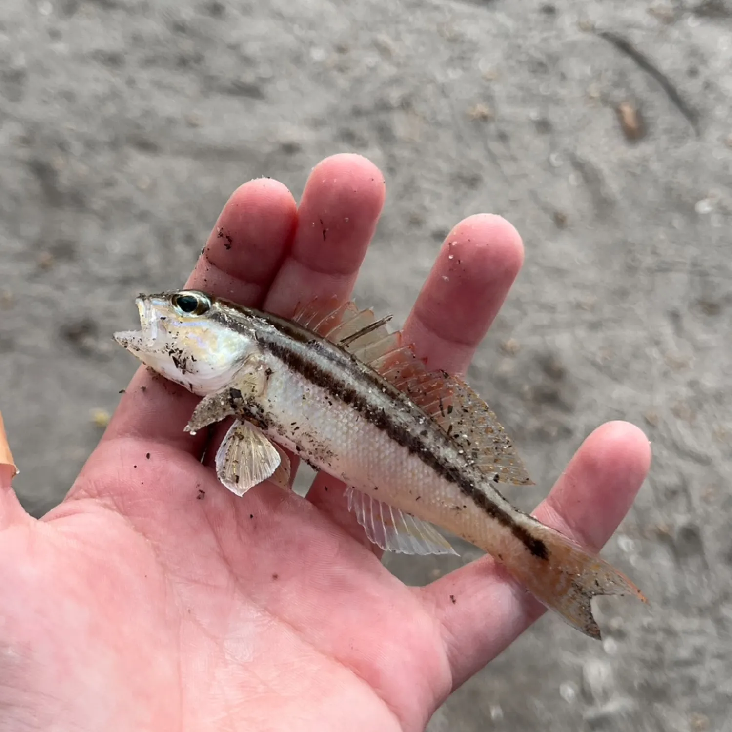 The most recent Dwarf sand perch catches on Fishbrain