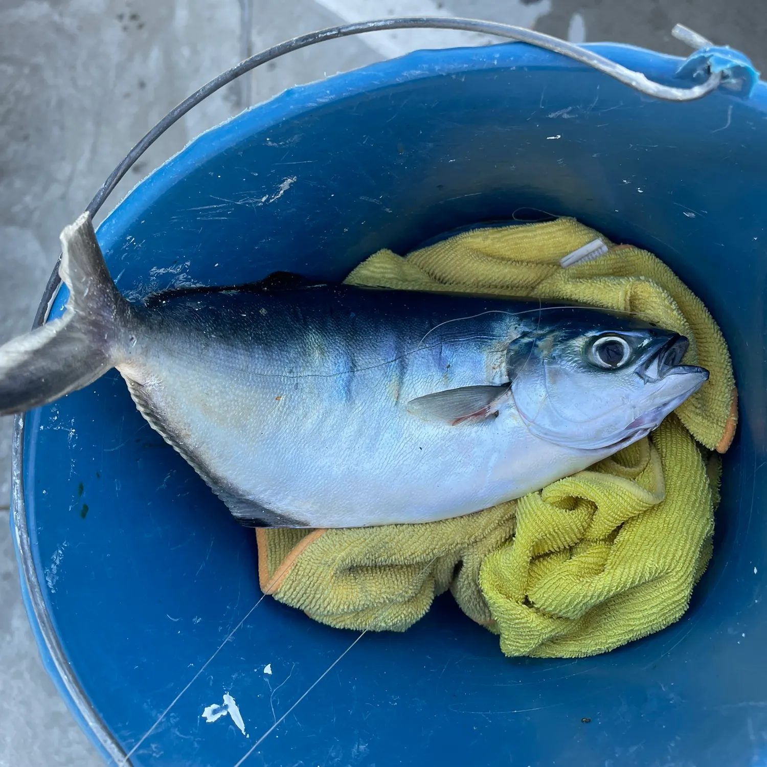 The most recent Pacific pompano catches on Fishbrain