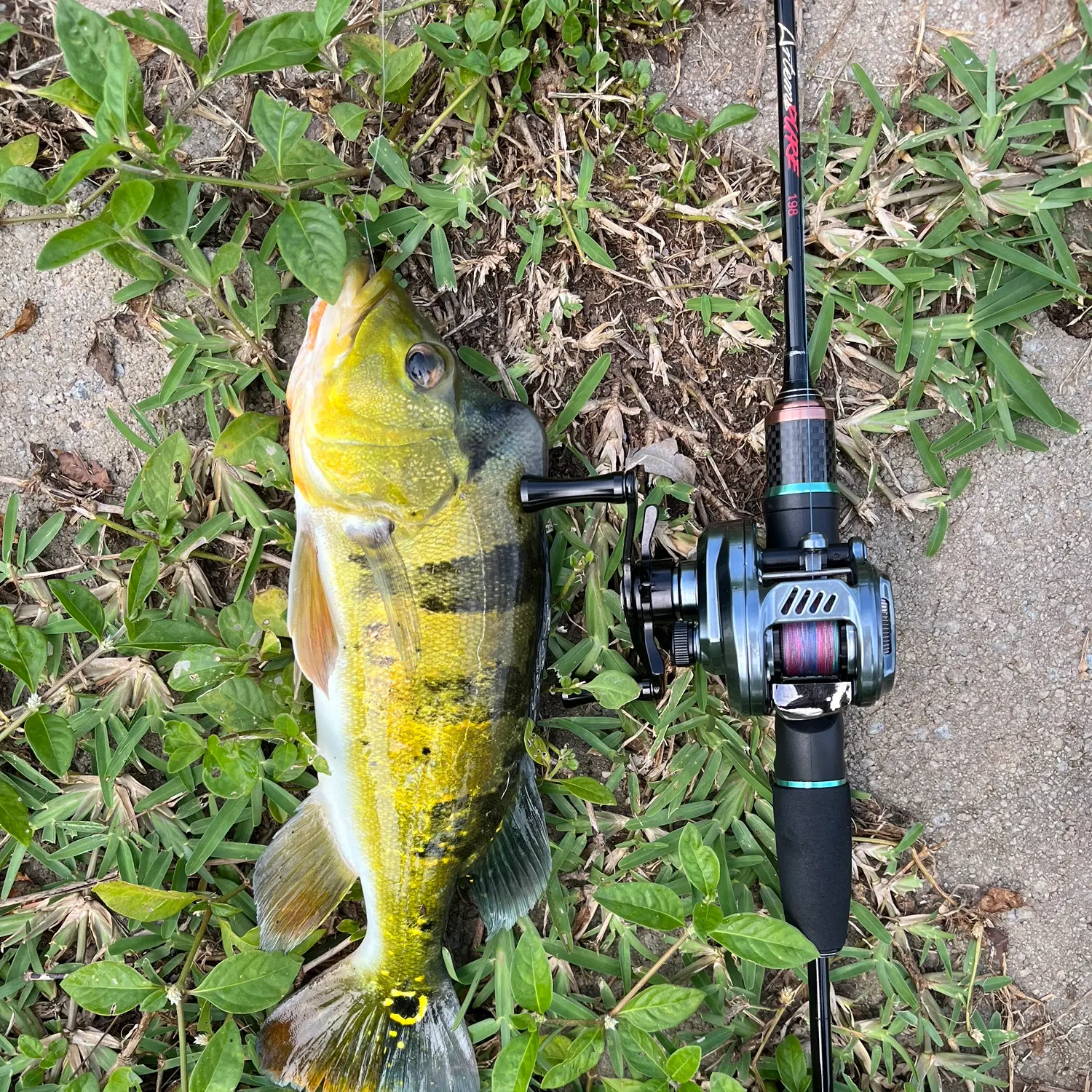 The most recent Butterfly peacock bass catches on Fishbrain