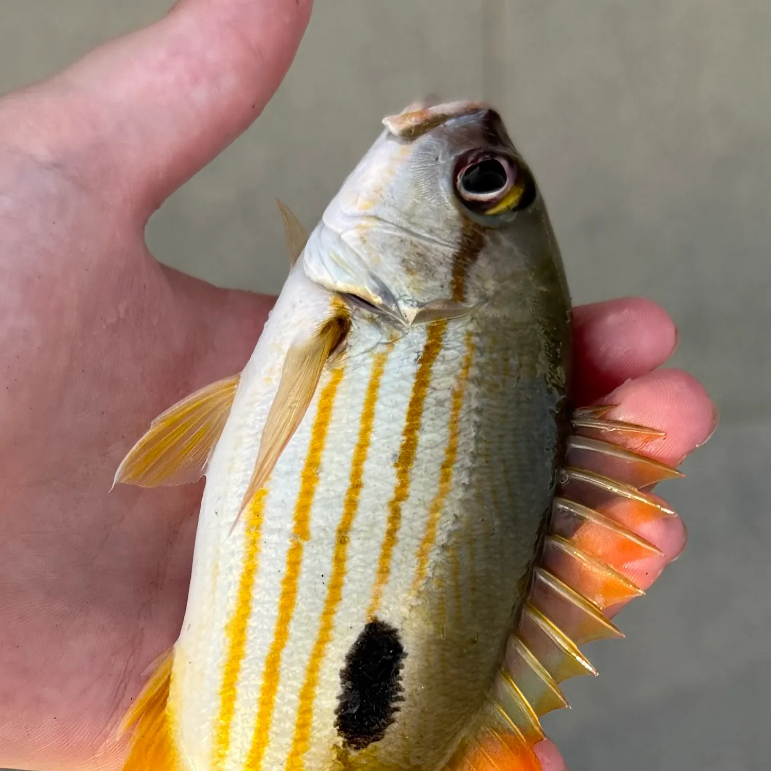 The most recent Moses perch catches on Fishbrain