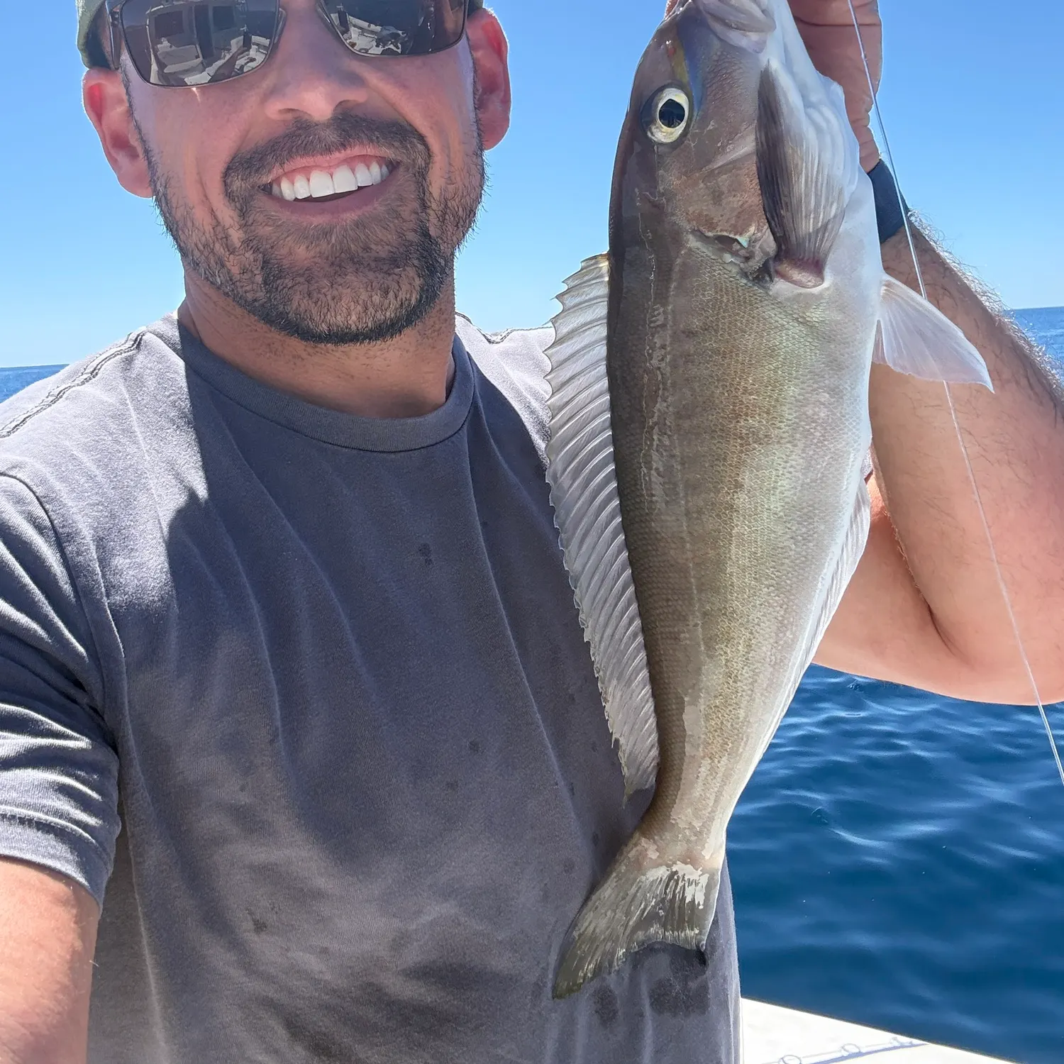 The most recent Grey tilefish catches on Fishbrain