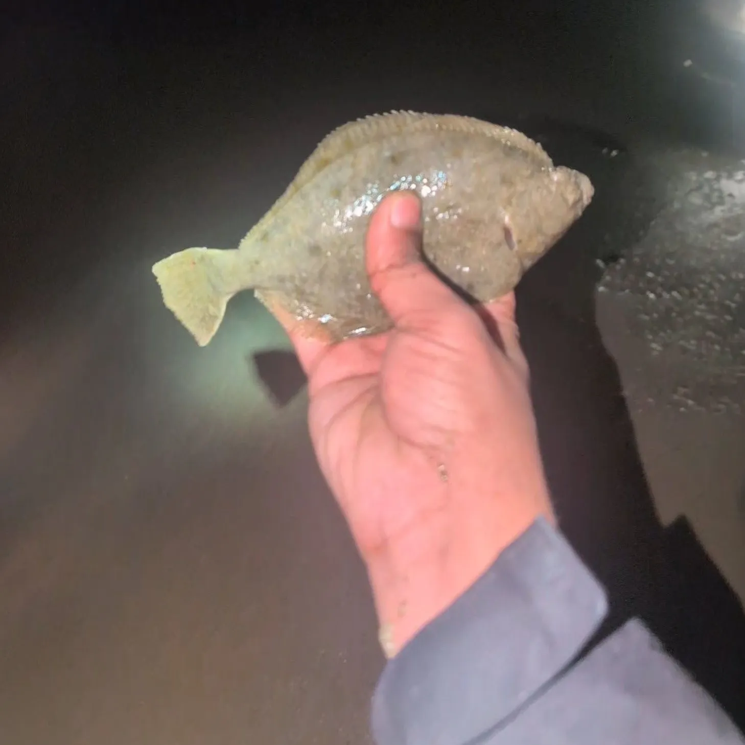 The most recent Common dab catches on Fishbrain