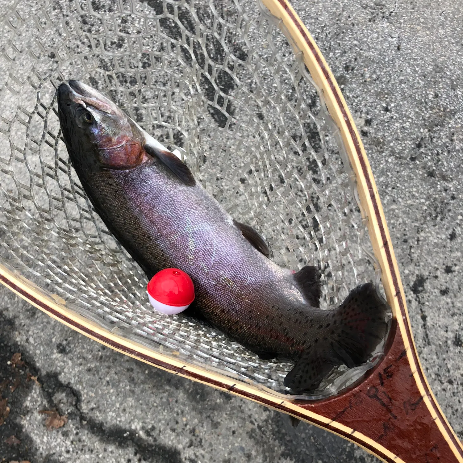 recently logged catches