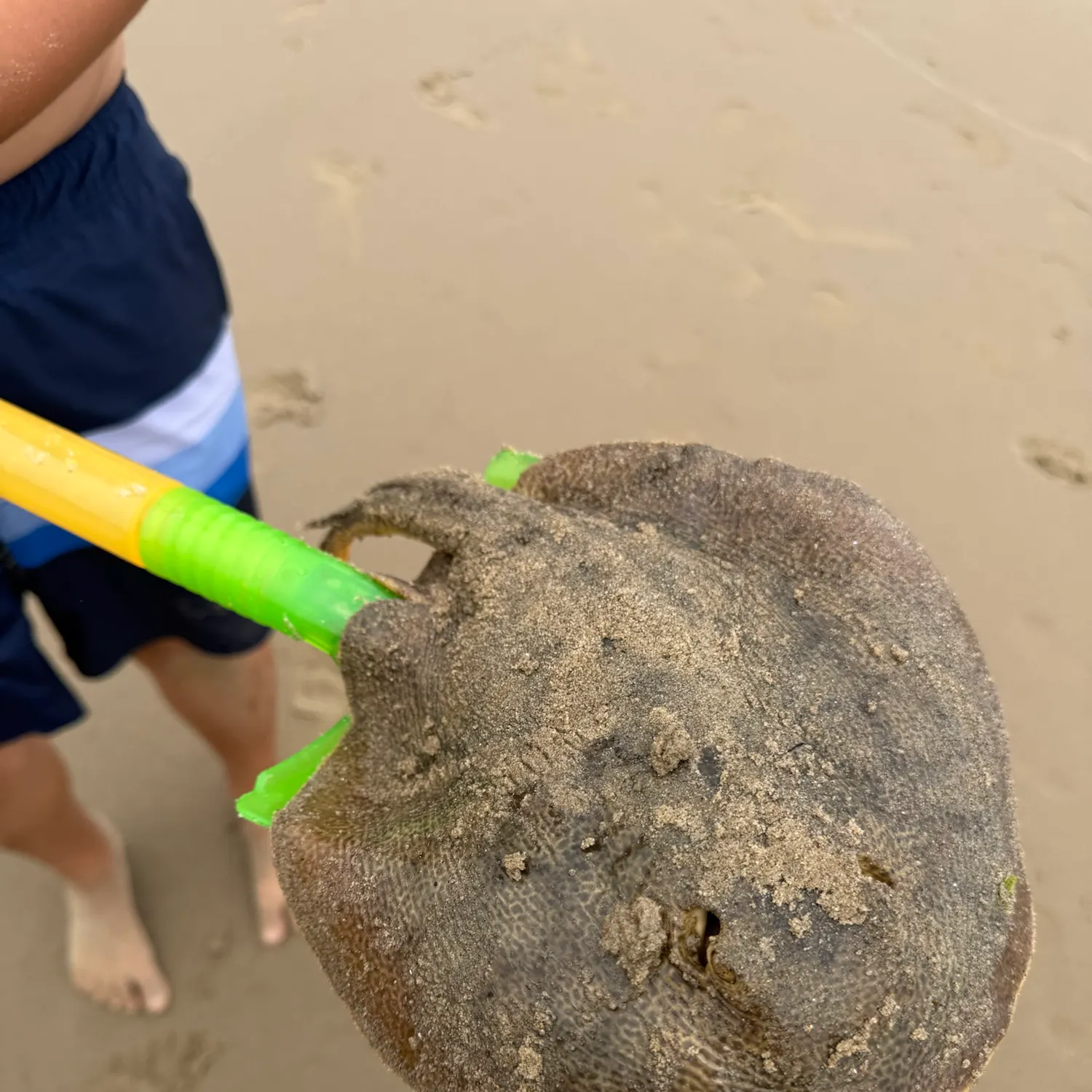 The most recent Common stingaree catches on Fishbrain