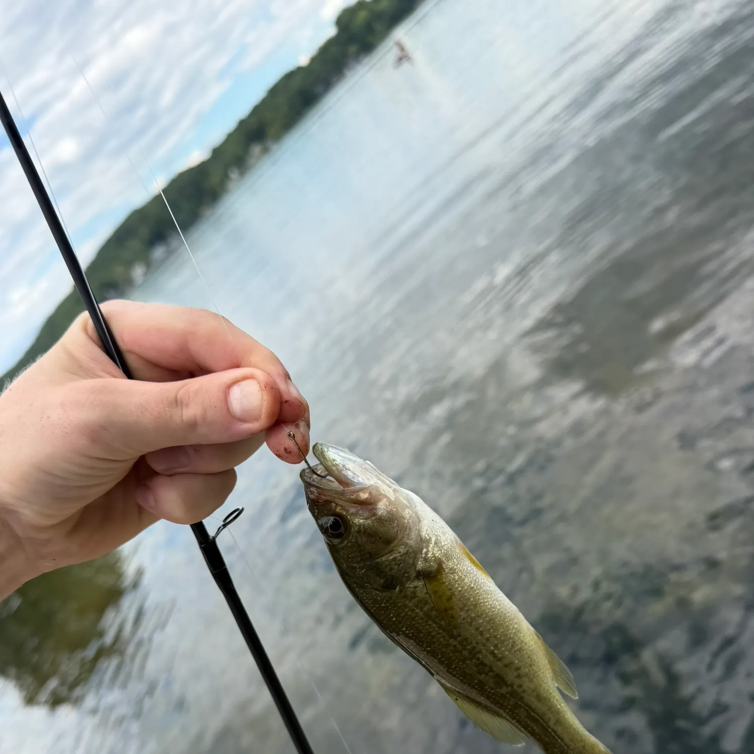Largemouth bass caught on Fishbrain