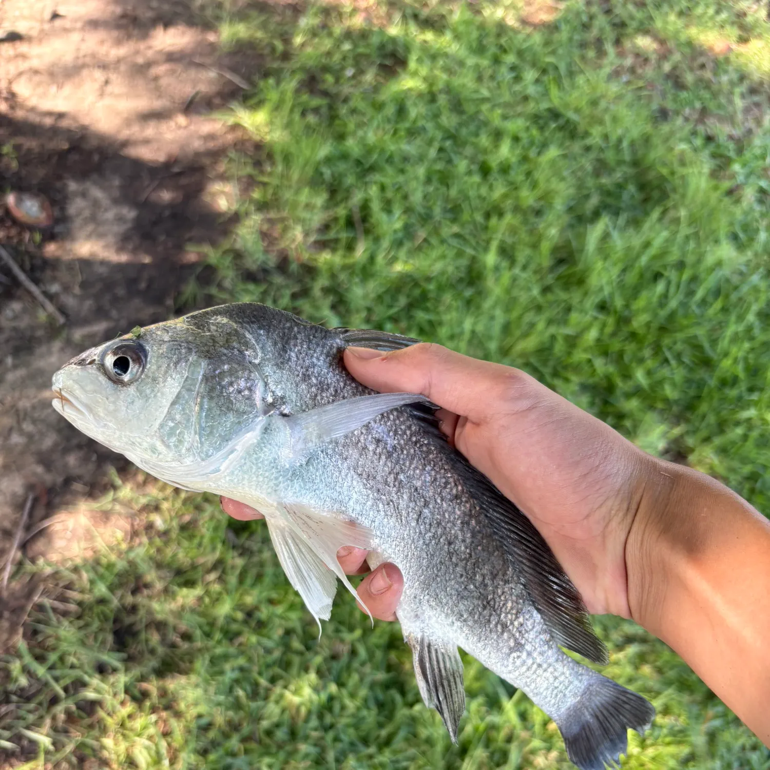 Freshwater drum caught on Fishbrain