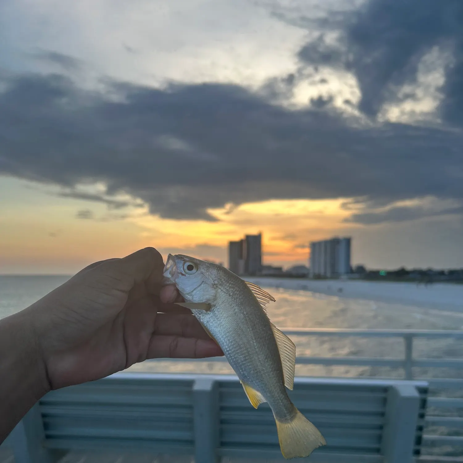 Silver perch caught on Fishbrain