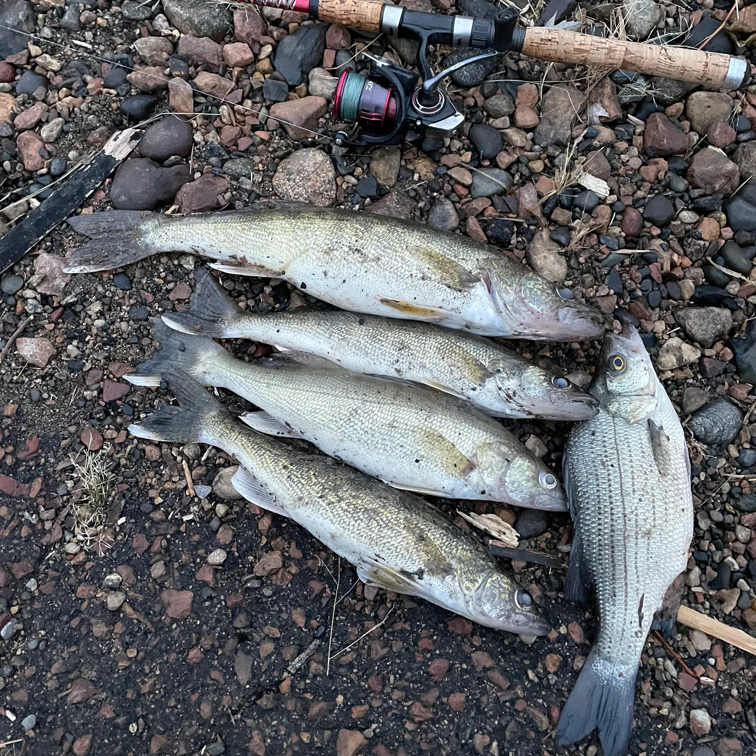 recently logged catches