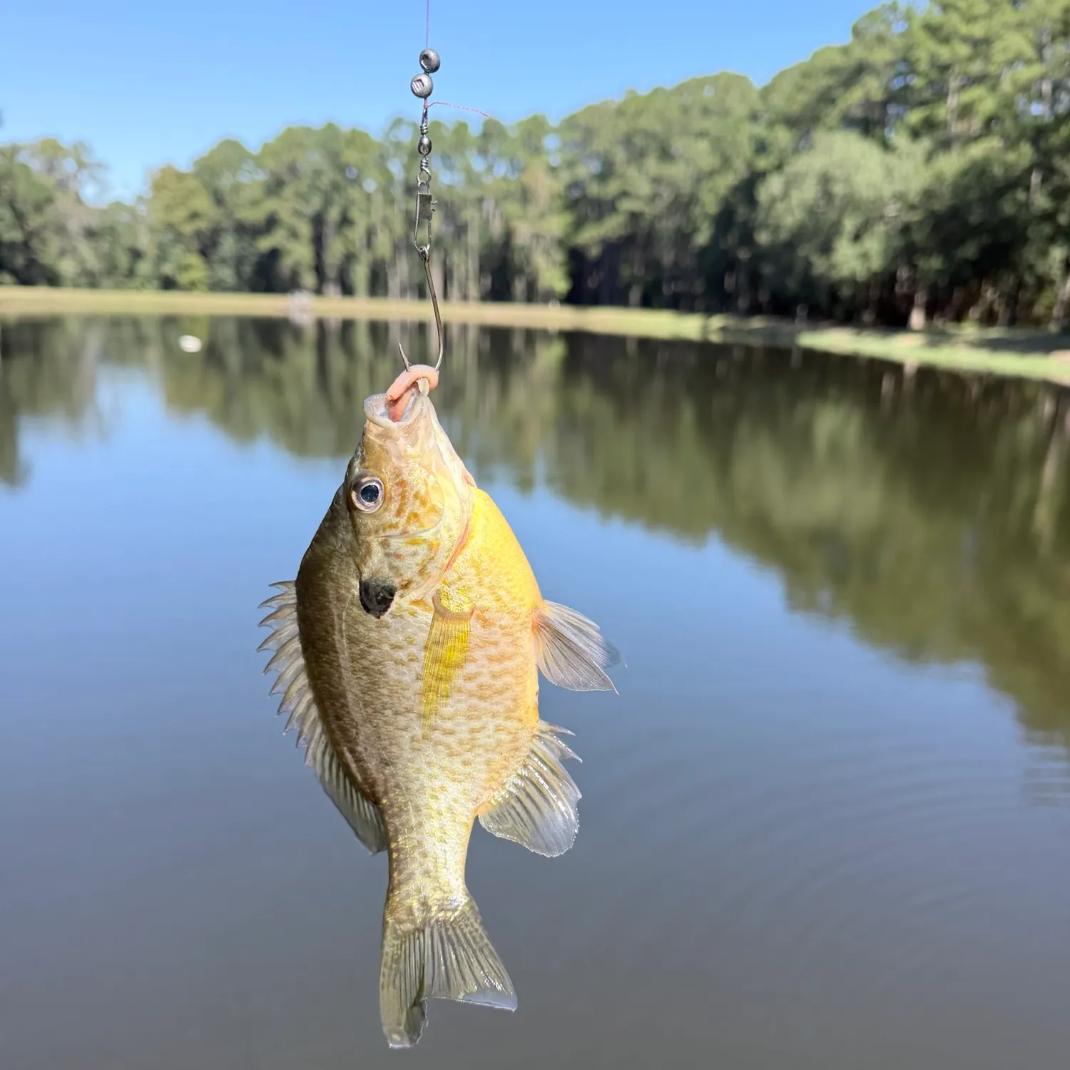 Bluegill caught on Fishbrain