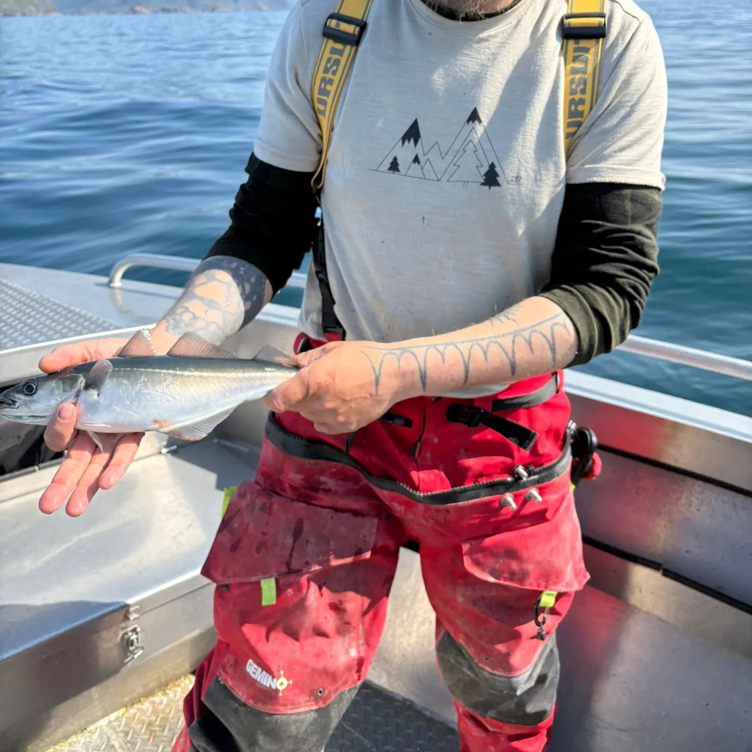 The most recent Atlantic pollock catches on Fishbrain
