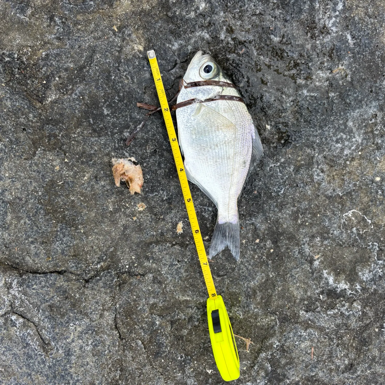 The most recent Walleye surfperch catches on Fishbrain
