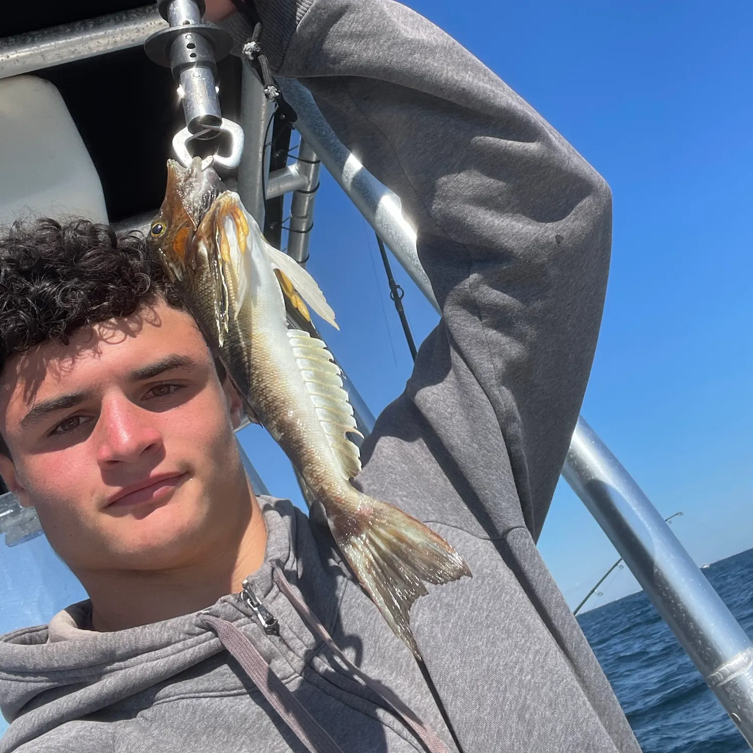 The most recent Northern searobin catches on Fishbrain