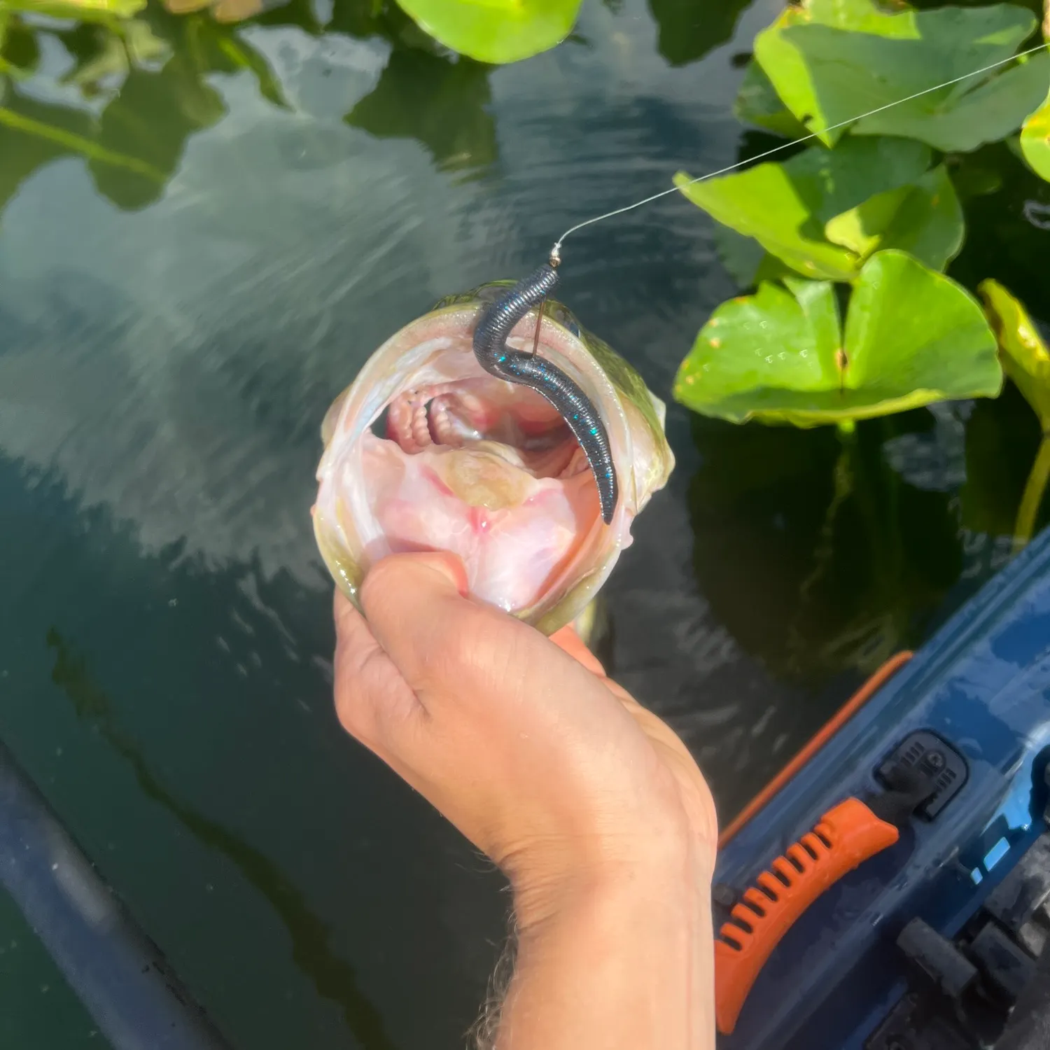Fish caught on Fishbrain