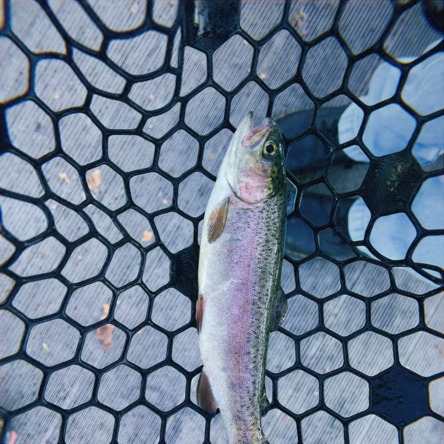 Rainbow trout caught on Fishbrain