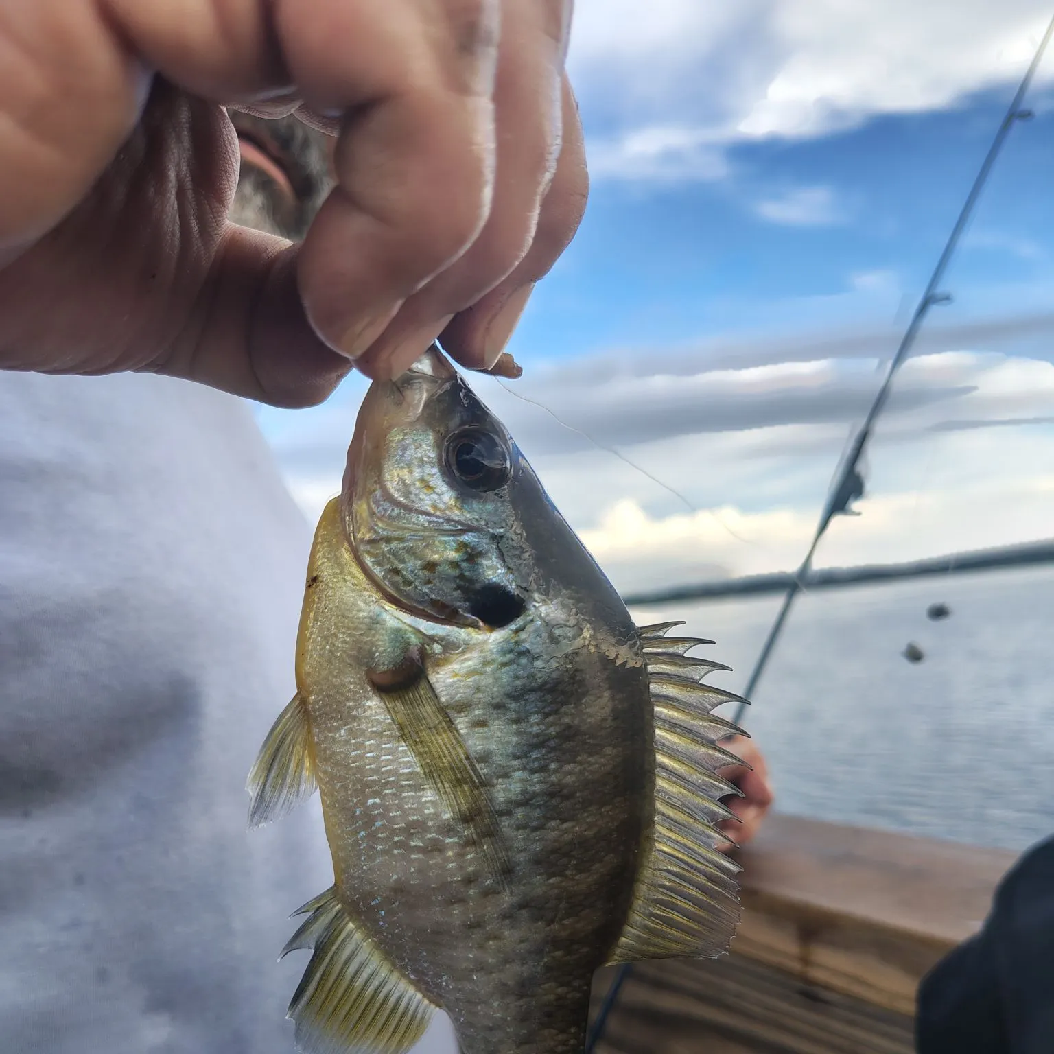 Bluegill caught on Fishbrain