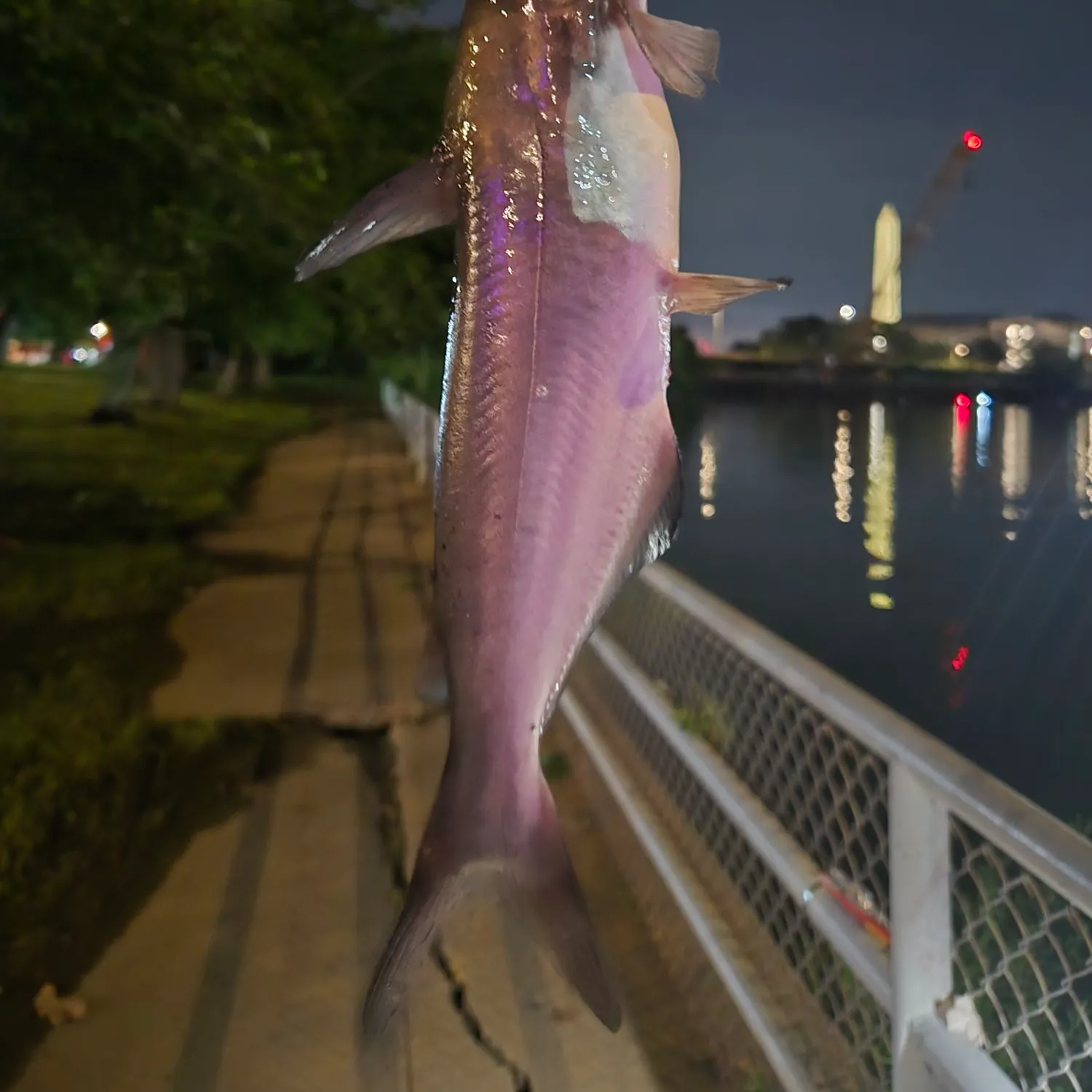 Channel catfish caught on Fishbrain