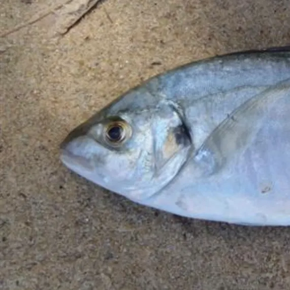 The most recent Silver trevally catches on Fishbrain