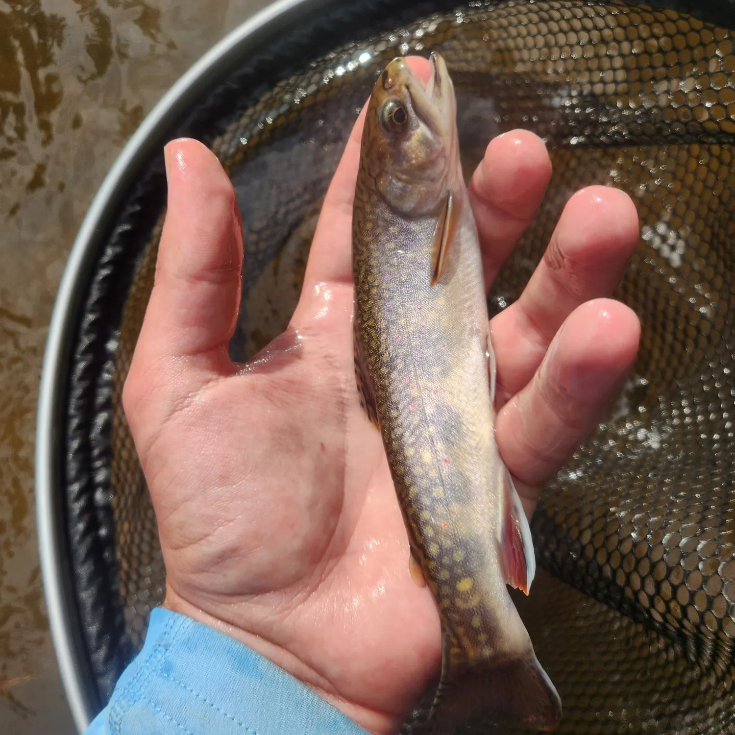 Brook trout caught on Fishbrain