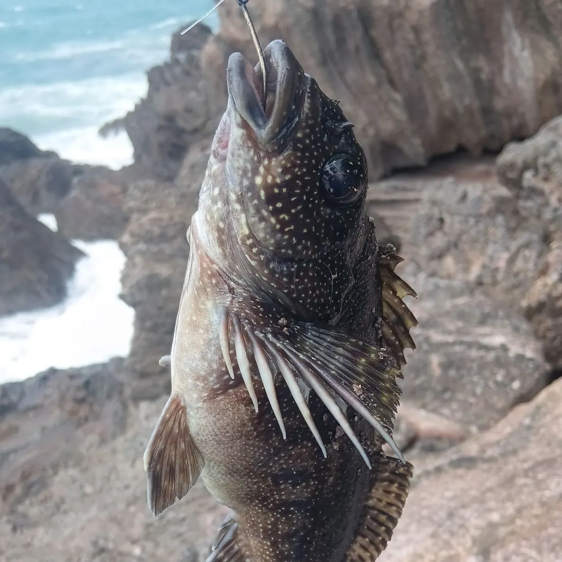 Spotted sand bass caught on Fishbrain