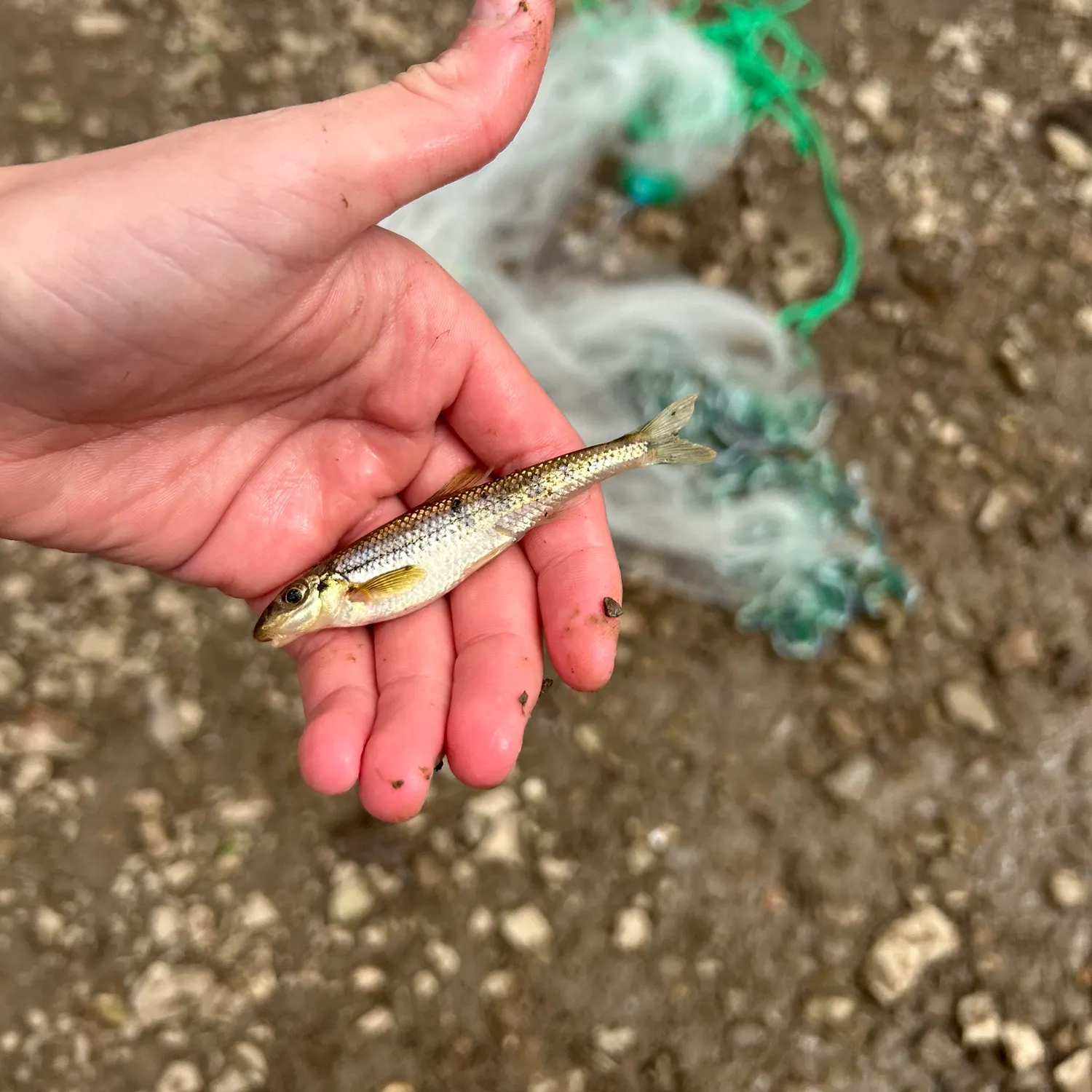 The most recent Streamline chub catches on Fishbrain