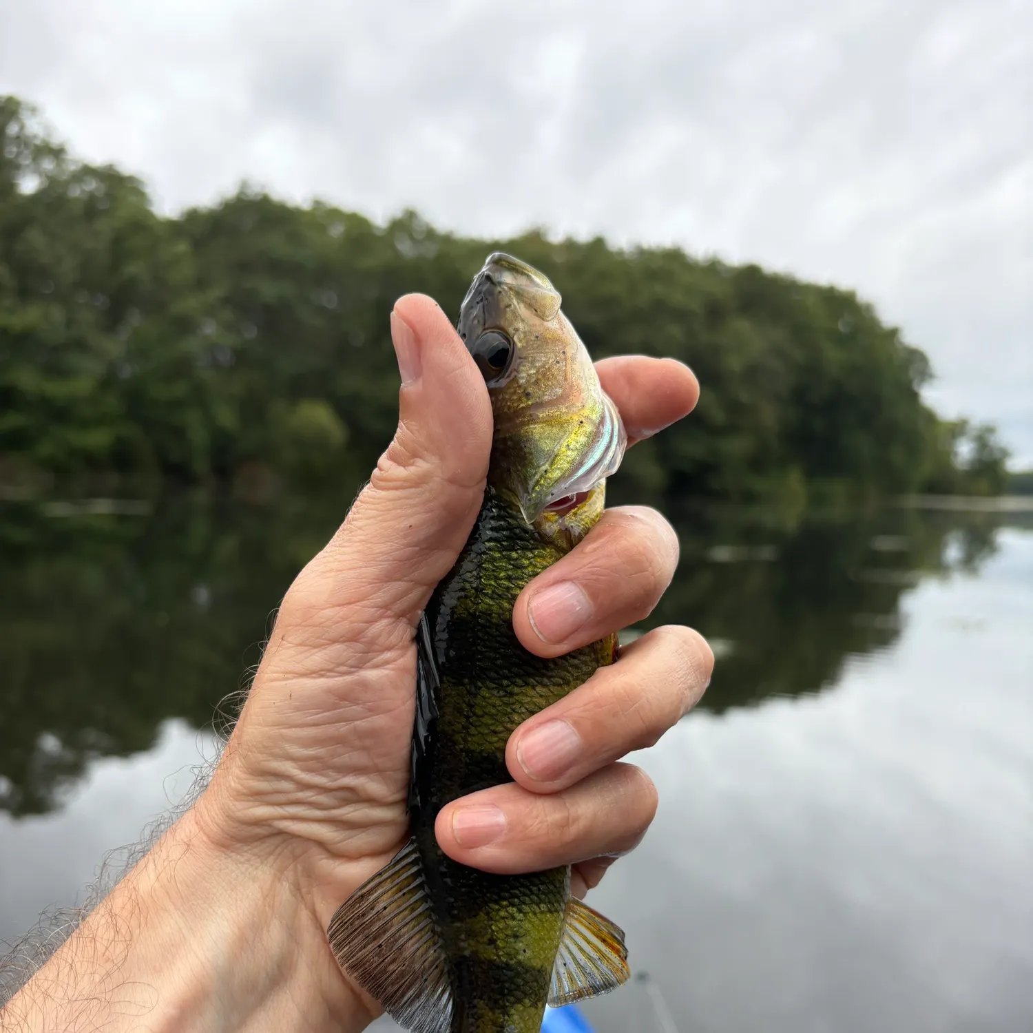 Yellow perch caught on Fishbrain